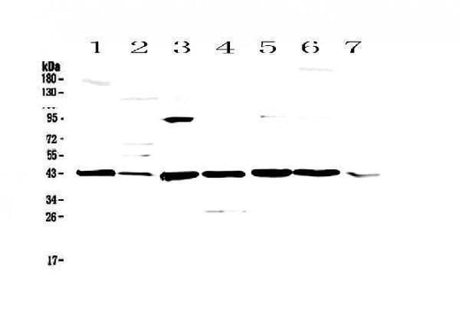 Anti-Caspase 4/Casp4 Antibody Picoband® Boster Bio