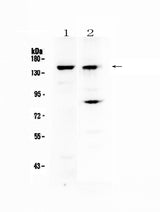 Anti-FBXL11/KDM2A Antibody Picoband® Boster Bio