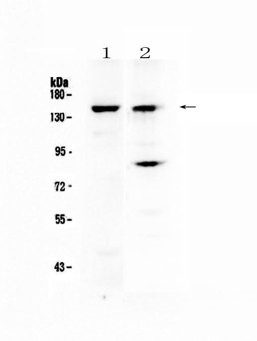 Anti-FBXL11/KDM2A Antibody Picoband® Boster Bio