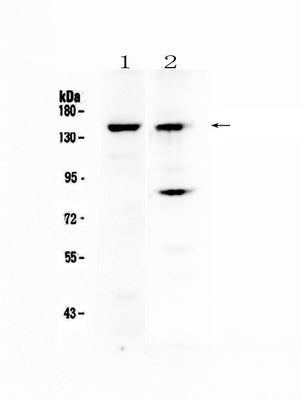 Anti-FBXL11/KDM2A Antibody Picoband® Boster Bio