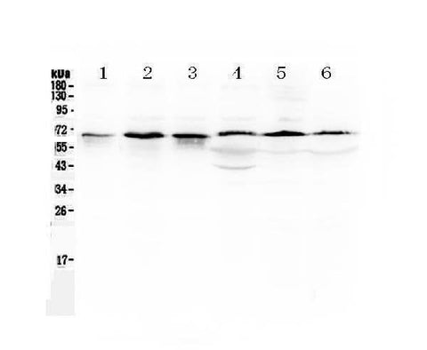 Anti-TRAF5 Antibody Picoband® Boster Bio