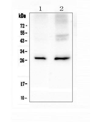 Anti-Aquaporin 5/AQP5 Antibody Picoband® Boster Bio