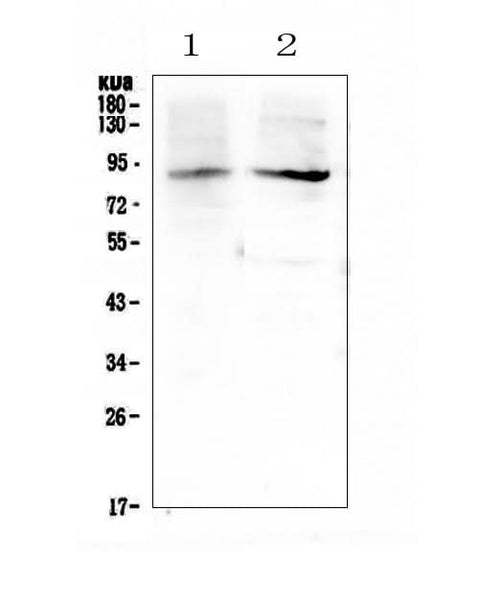 Anti-XPB/ERCC3 Antibody Picoband® Boster Bio