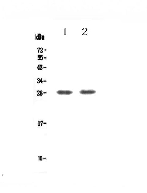 Anti-TNFRSF18 Antibody Picoband® Boster Bio