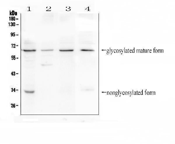Anti-CD272/BTLA Antibody Picoband® Boster Bio