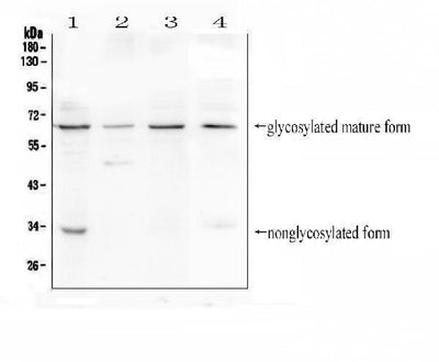 Anti-CD272/BTLA Antibody Picoband® Boster Bio