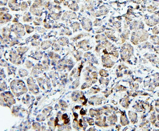 Anti-TRPV5 Antibody Picoband® Boster Bio