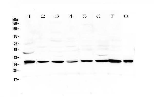 Anti-Thrombopoietin/THPO Antibody Picoband® Boster Bio