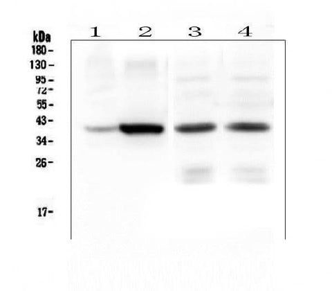 Anti-Thrombopoietin/THPO Antibody Picoband® Boster Bio