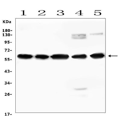 Anti-AVPR1A/V1aR Antibody Picoband® Boster Bio