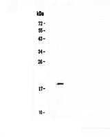 Anti-IL32 Antibody Picoband® Boster Bio