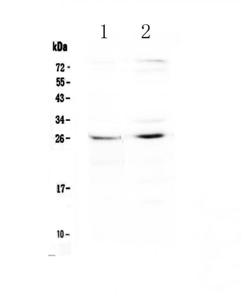 Anti-SLC31A1/CTR1 Antibody Picoband® Boster Bio