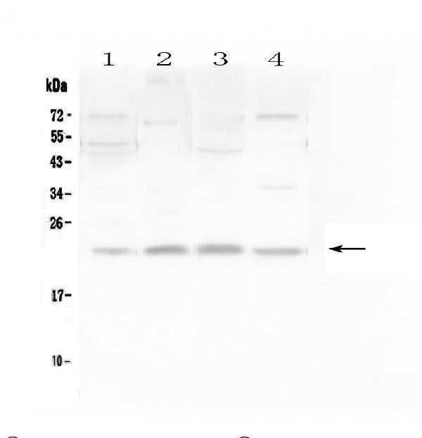 Anti-LMO2 Antibody Picoband® Boster Bio