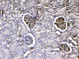 Anti-Laminin/Lamc1/Lamc2/Lamc3 Antibody Picoband® Boster Bio