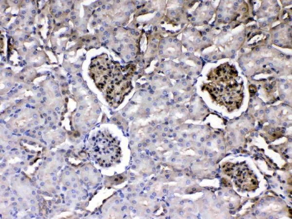 Anti-Laminin/Lamc1/Lamc2/Lamc3 Antibody Picoband® Boster Bio
