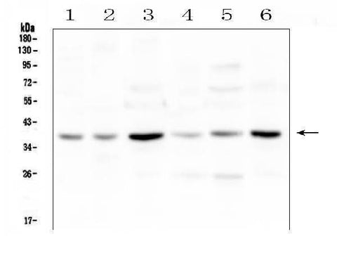 Anti-SIRT4 Antibody Picoband® Boster Bio