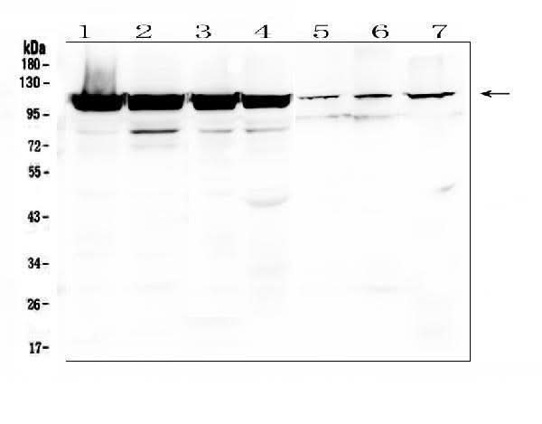 Anti-LONP1/Lon Antibody Picoband® Boster Bio