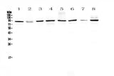 Anti-SAE2/UBA2 Antibody Picoband® Boster Bio