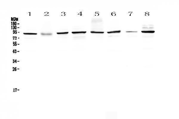 Anti-SAE2/UBA2 Antibody Picoband® Boster Bio
