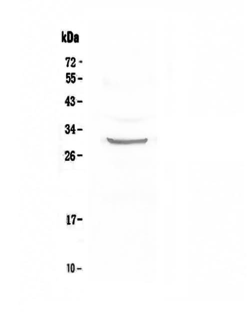 Anti-FRA1/FOSL1 Antibody Picoband® Boster Bio