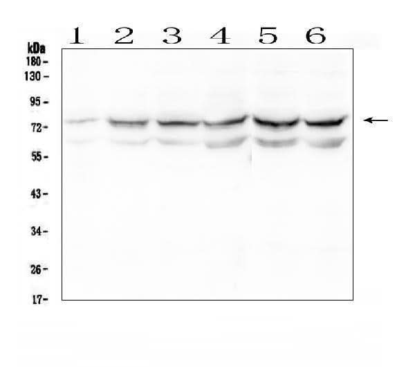Anti-OLFM4 Antibody Picoband® Boster Bio