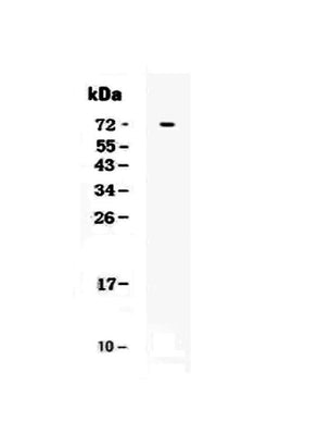 Anti-CRLF2 Antibody Picoband® Boster Bio
