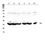 Anti-MT-ND4 Antibody Picoband® Boster Bio