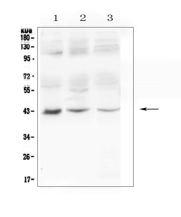 Anti-MAdCAM1 Antibody Picoband® Boster Bio
