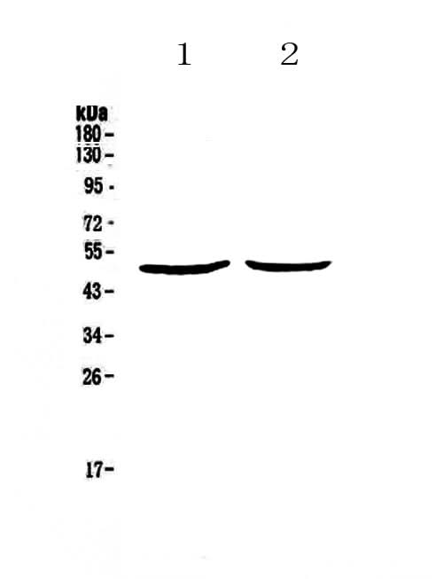 Anti-PLAU Antibody Picoband® Boster Bio
