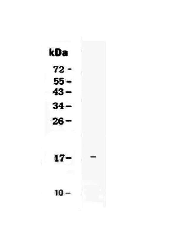 Anti-IL17E/IL25 Antibody Picoband® Boster Bio