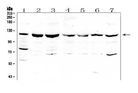 Anti-RNF31/HOIP Antibody Picoband® Boster Bio