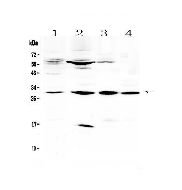 Anti-VEGFB Antibody Picoband® Boster Bio