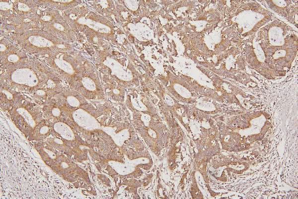 Anti-Thioredoxin 2/TXN2 Antibody Picoband® Boster Bio