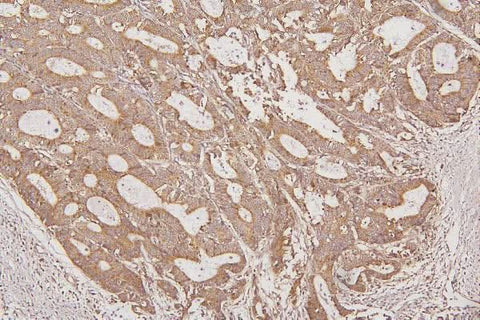 Anti-Thioredoxin 2/TXN2 Antibody Picoband® Boster Bio