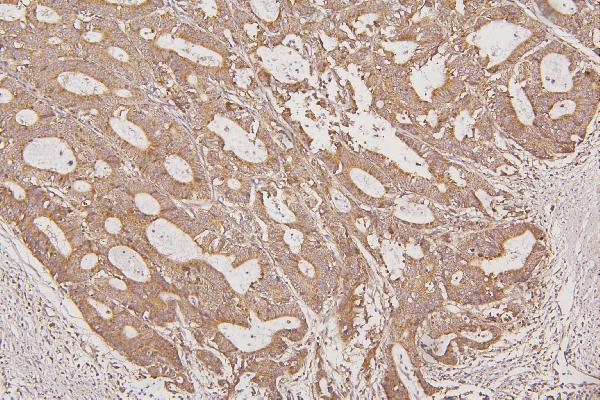 Anti-Thioredoxin 2/TXN2 Antibody Picoband® Boster Bio