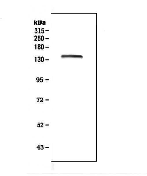 Anti-LRIG1 Antibody Picoband® Boster Bio
