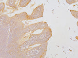 Anti-KCC2/SLC12A5 Antibody Picoband® Boster Bio