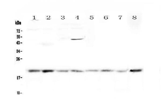 Anti-GADD45G Antibody Picoband® Boster Bio