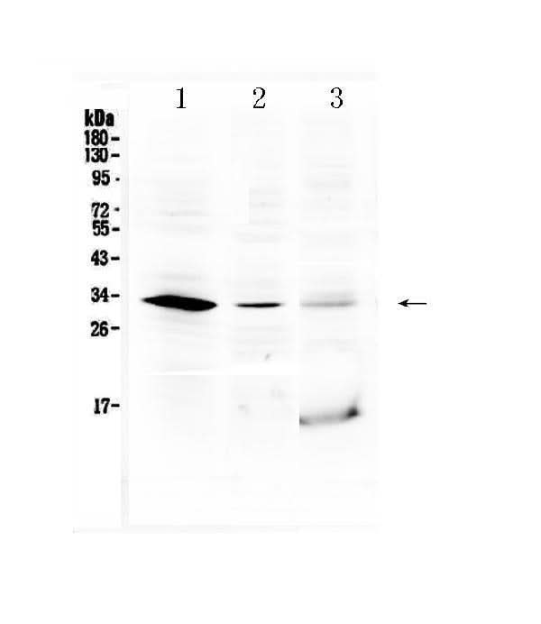 Anti-HOXB1 Antibody Picoband® Boster Bio