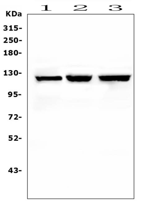Anti-NALP2/NLRP2 Antibody Picoband® Boster Bio