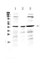 Anti-PREB Antibody Picoband® Boster Bio