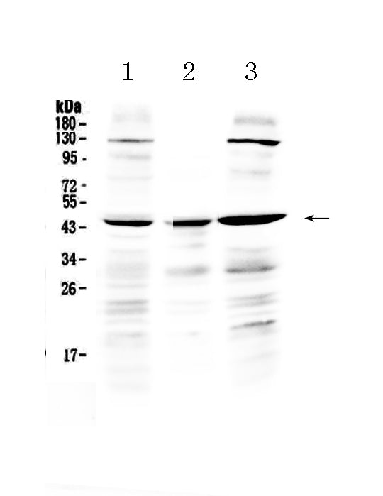 Anti-PREB Antibody Picoband® Boster Bio