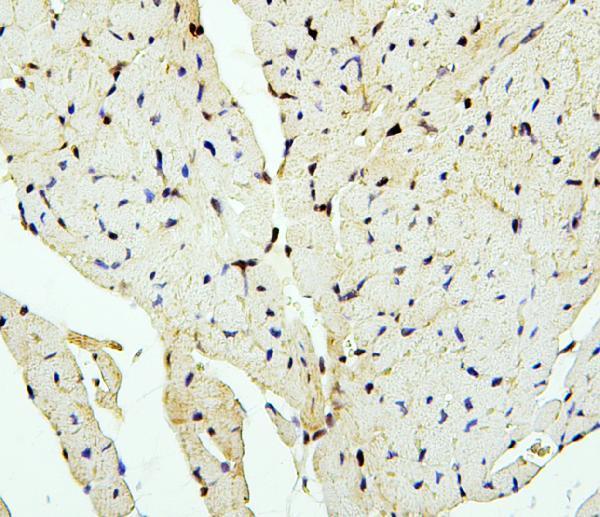Anti-PTBP2 Antibody Picoband® Boster Bio