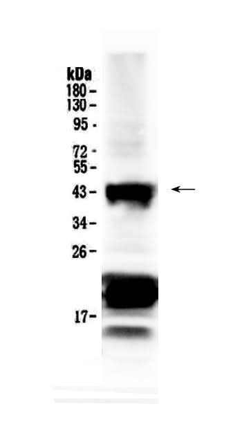 Anti-CHX10/VSX2 Antibody Picoband® Boster Bio