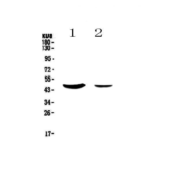 Anti-MUC7 Antibody Picoband® Boster Bio