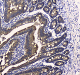 Anti-COX IV/COX4I1 Antibody Picoband® Boster Bio