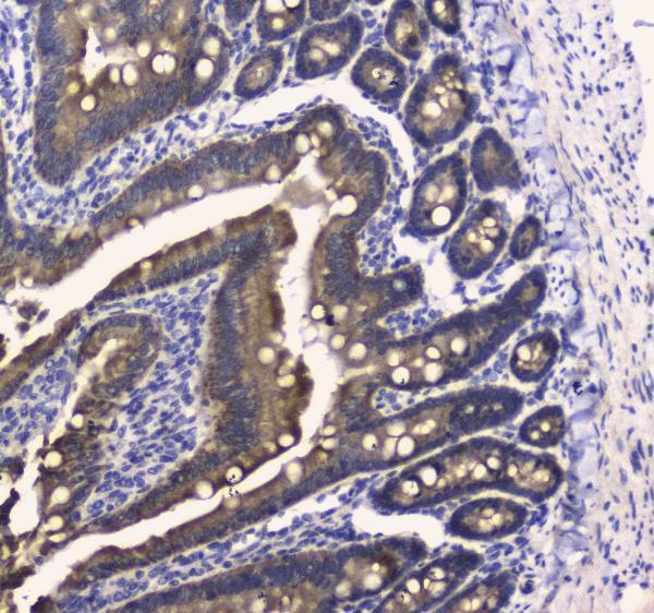 Anti-COX IV/COX4I1 Antibody Picoband® Boster Bio