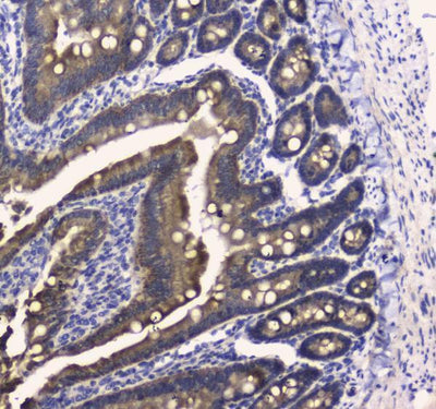 Anti-COX IV/COX4I1 Antibody Picoband® Boster Bio