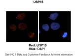 Anti-USP16 Antibody Picoband® Boster Bio