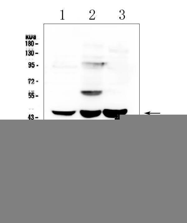 Anti-ELAVL2 HuB Antibody Picoband® Boster Bio